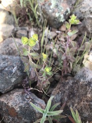 Euphorbia crenulata