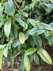Tetracera indica