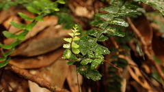 Asplenium normale