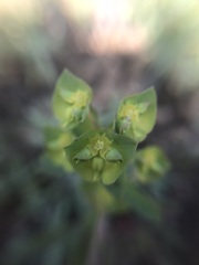 Euphorbia crenulata