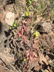 Euphorbia crenulata