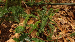 Asplenium normale