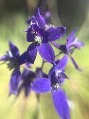 Delphinium