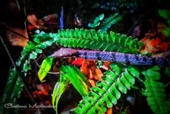 Dendrelaphis caudolineolatus