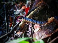 Dendrelaphis caudolineolatus
