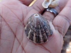 Diodora