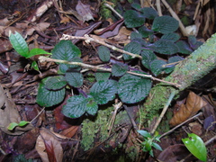 Impatiens sidikalangensis