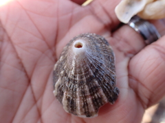 Diodora