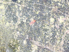 Lissothuria nutriens