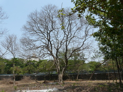 Dalbergia lanceolaria