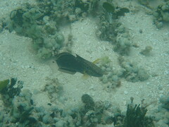 Amblygobius phalaena
