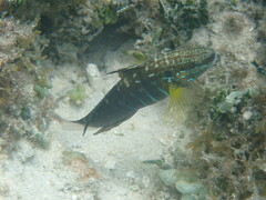 Amblygobius phalaena