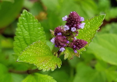 Verbena recta