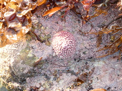 Acmaea