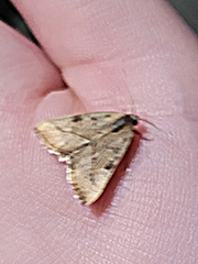 Galgula