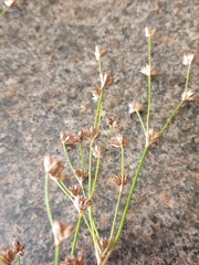 Juncus microcephalus