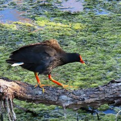 Gallinula tenebrosa tenebrosa