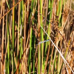 Austrolestes annulosus