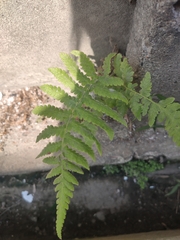 Christella parasitica