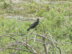 Rostrhamus sociabilis