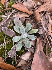 Chrysopsis gossypina