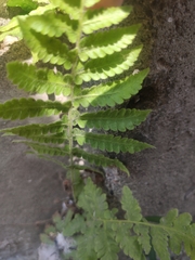 Christella parasitica