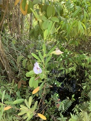 Clitoria