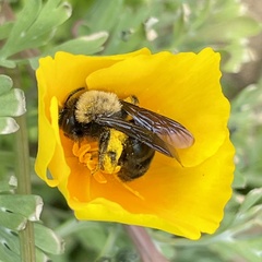 Melandrena