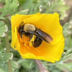Melandrena