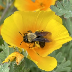 Melandrena