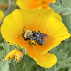 Melandrena
