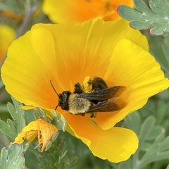 Melandrena
