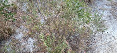 Vaccinium darrowii