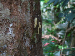 Styrax paralleloneurus
