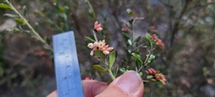 Vaccinium darrowii
