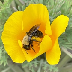 Melandrena