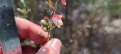 Vaccinium darrowii