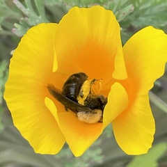 Melandrena