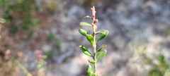 Vaccinium darrowii