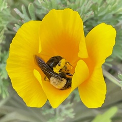 Melandrena