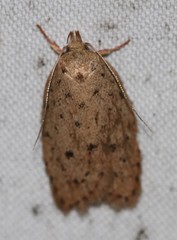 Garrha atripunctatella