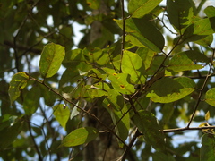 Styrax paralleloneurus