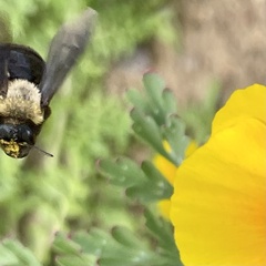 Melandrena