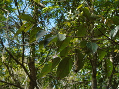 Styrax paralleloneurus