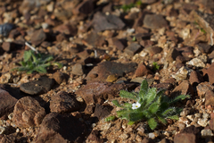 Plagiobothrys collinus fulvescens