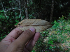 Styrax paralleloneurus