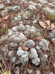 Cladonia evansii