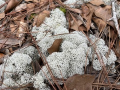 Cladonia evansii
