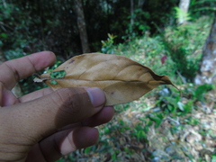 Styrax paralleloneurus