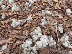 Cladonia evansii